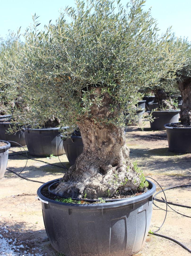 Bonsai 5
