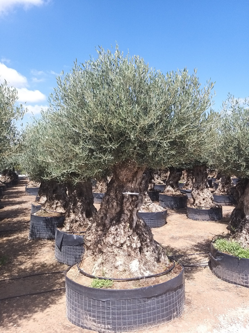 Bonsai 1