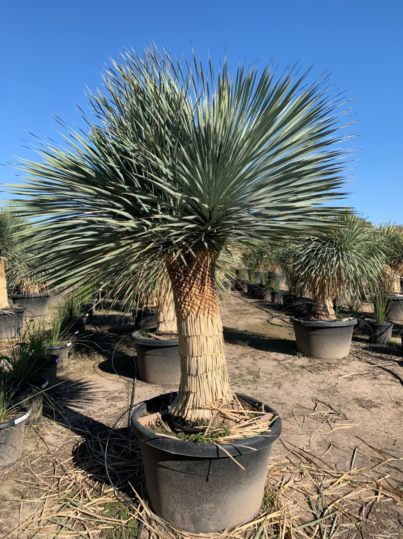 Yucca rostrata 1