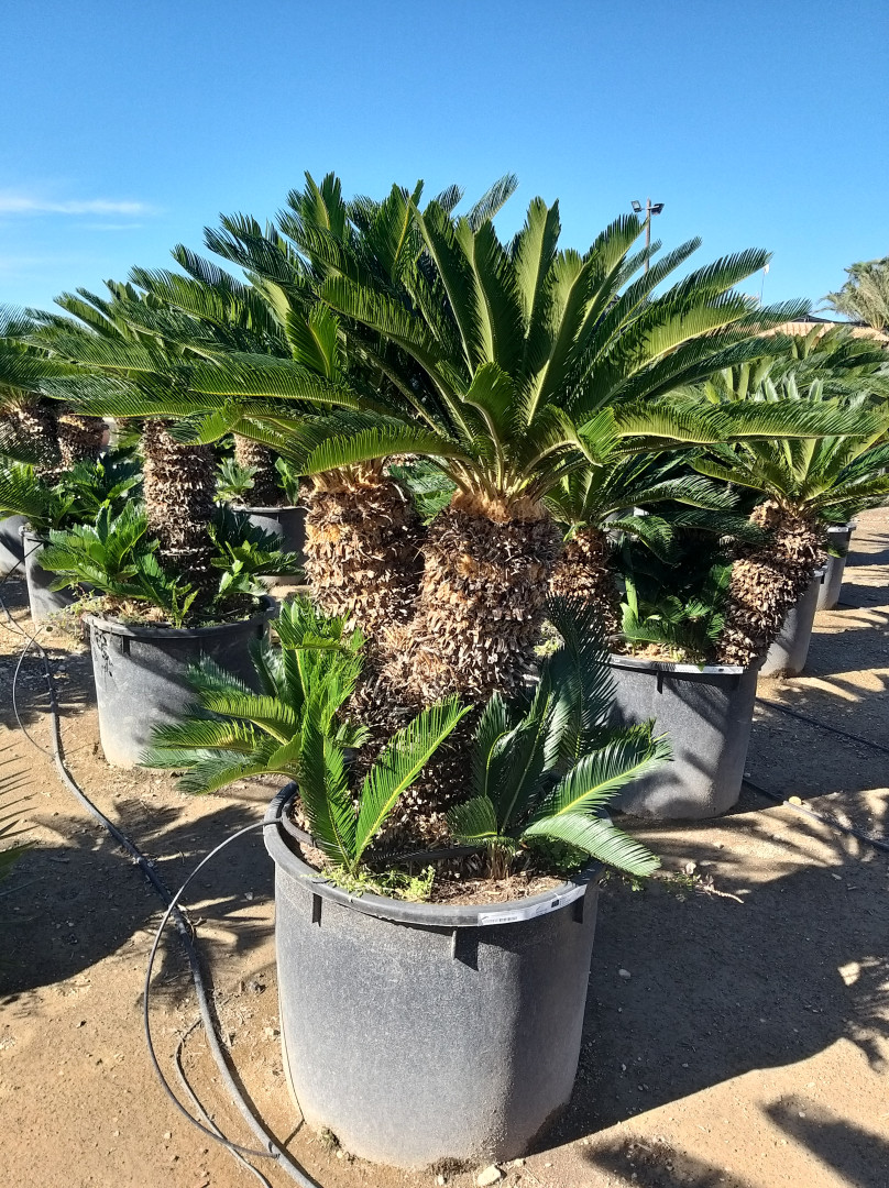 Cycas 1