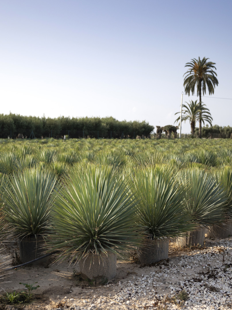 Yucca Rostrata 2
