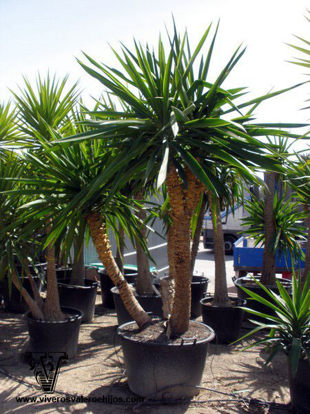 yucca elephantipes viveros palmacea